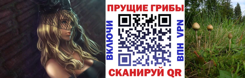 закладки  Белокуриха  Псилоцибиновые грибы ЛСД 
